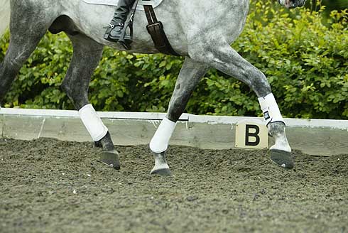 Dressage training
