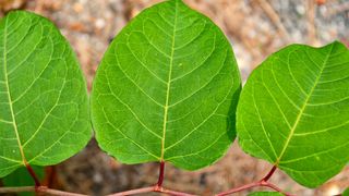 Japanese knotweed leaves