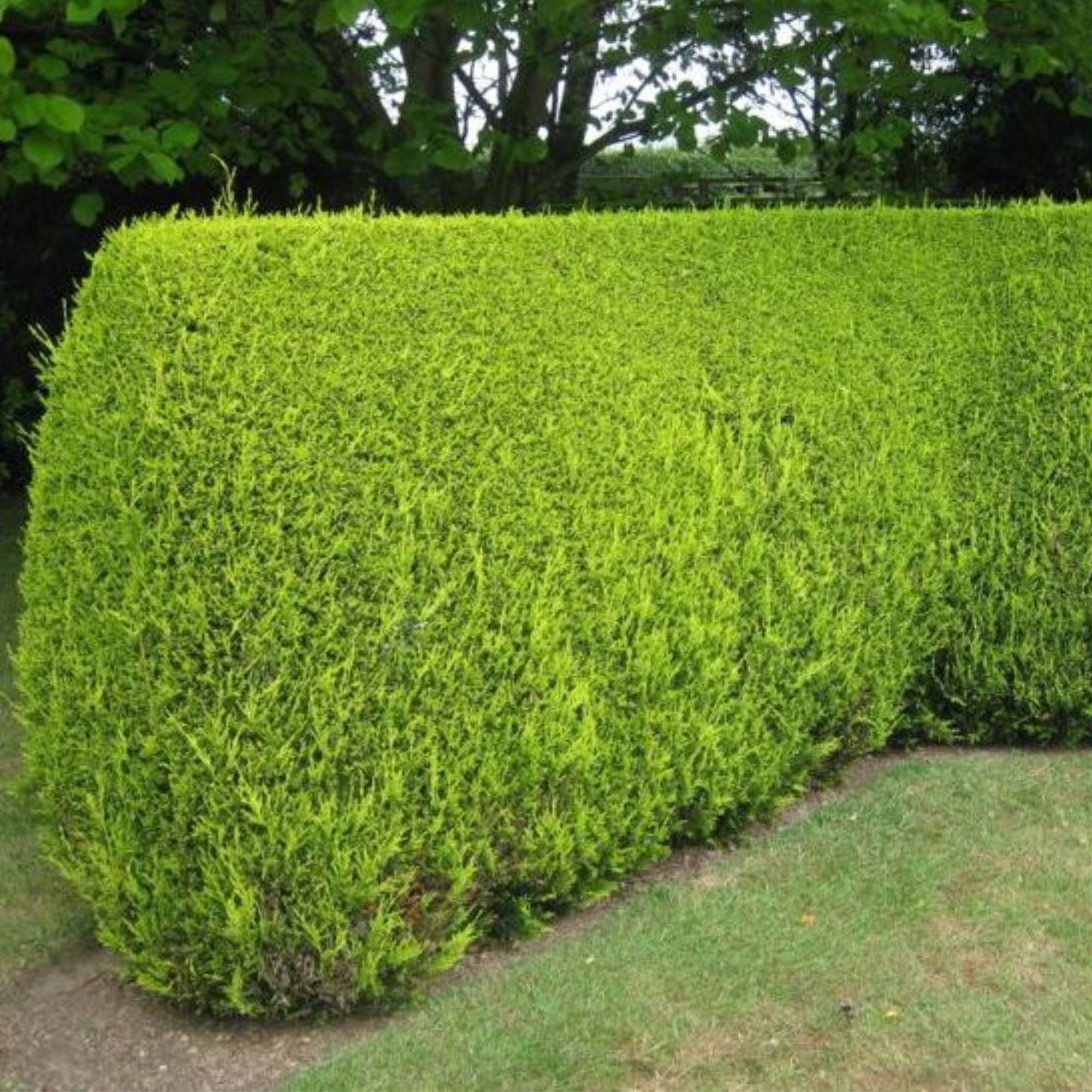 A leylandii gold hedge