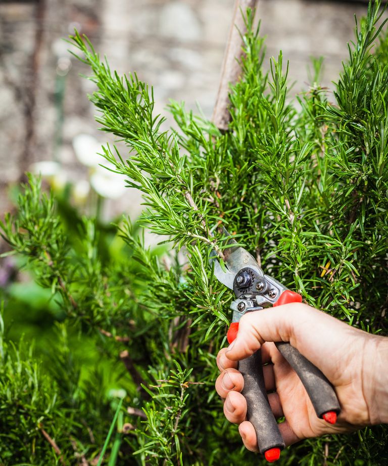 How to prune rosemary expert tips to control your shrub Homes & Gardens