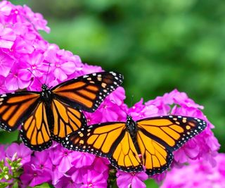 Two monarch butterflies sit atop bright pink flowers