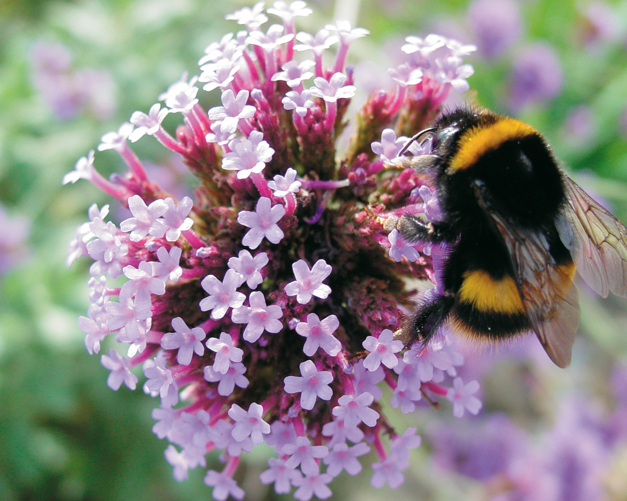 bee on pink flower