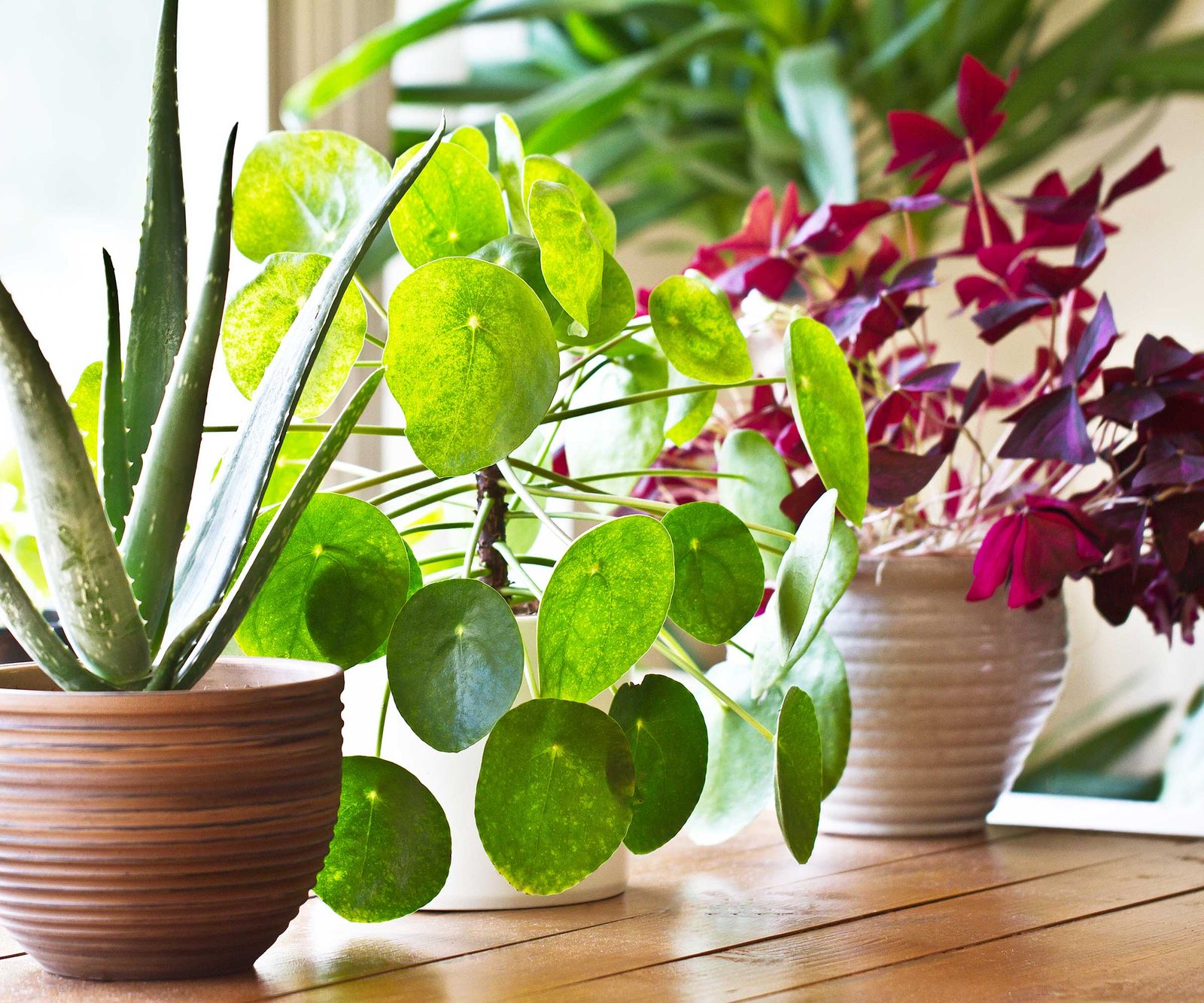 How to protect houseplants from central heating top advice Homes & Gardens