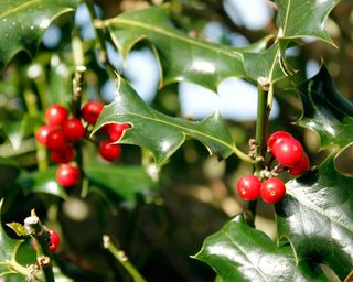 English Holly, also known as Ilex aquifolia, with red berries