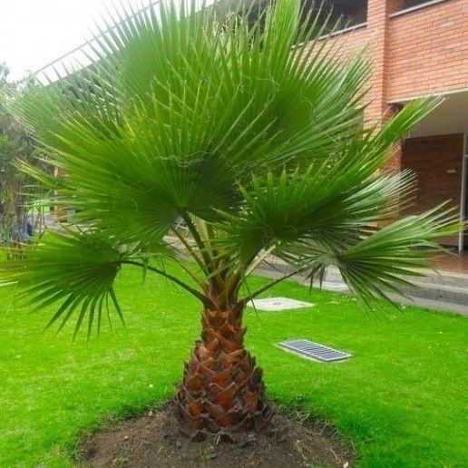 Giant Circa 4-5ft Fan Palm - Washingtonia Robusta - Perfect for Patios