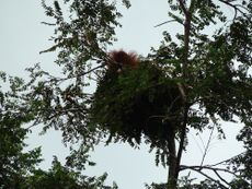 Researchers find a lazy orangutan, still sleeping in nest. 