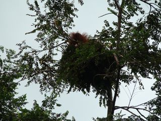 Researchers find a lazy orangutan, still sleeping in nest.