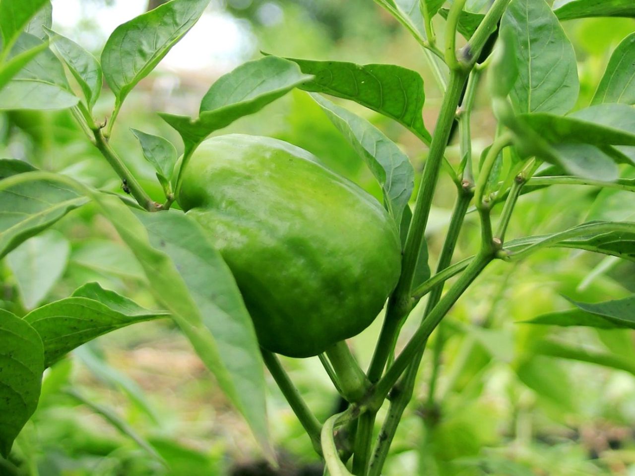 Curling Leaves On Pepper Plants