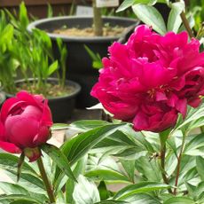 Deep pink-red peony flowers