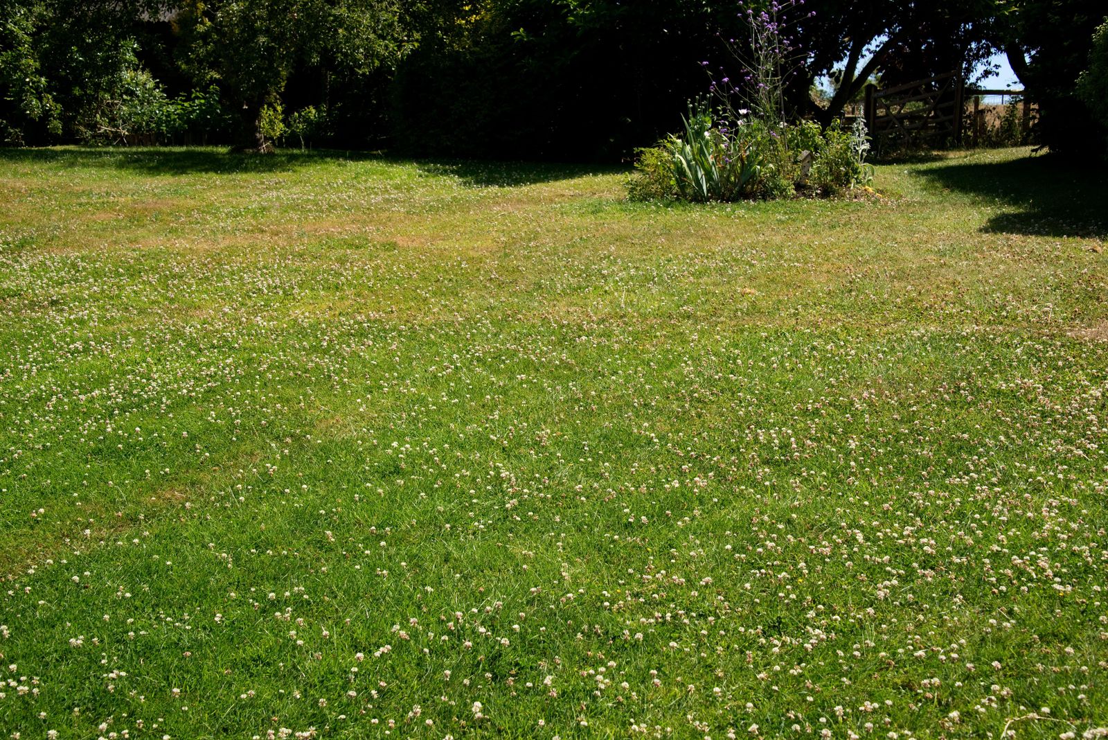 6-reasons-to-choose-a-clover-lawn-in-your-backyard-over-grass-livingetc