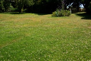 A lawn interspersed with clover and grass