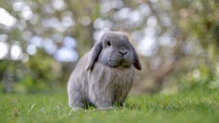 grey mini lop rabbit