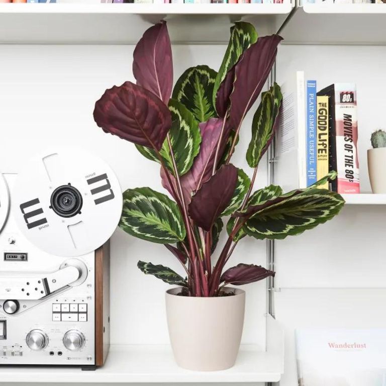 How to care for a prayer plant the ultimate shadeloving plant