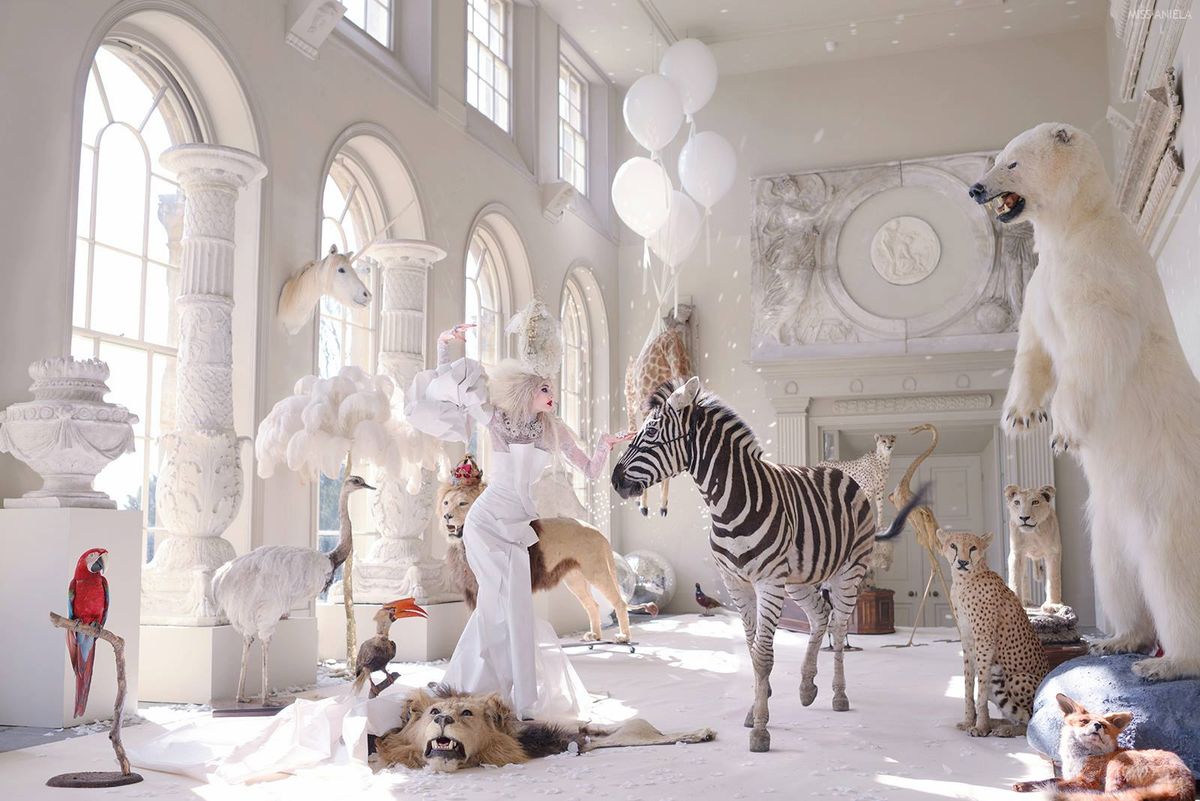 Real Zebra and Model in large mostly white room with a number of stuffed animals