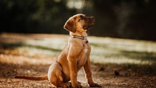 Easiest dog breeds