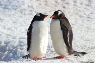 Gentoo penguins during courtship behaviour at Port Lockroy