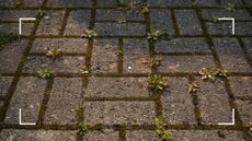  picture of weeds and moss inbetween paving stones on a driveway to suggest trying a budget weed-killing hack 