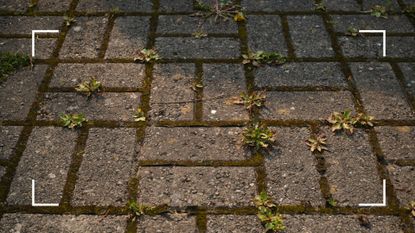  picture of weeds and moss inbetween paving stones on a driveway to suggest trying a budget weed-killing hack 