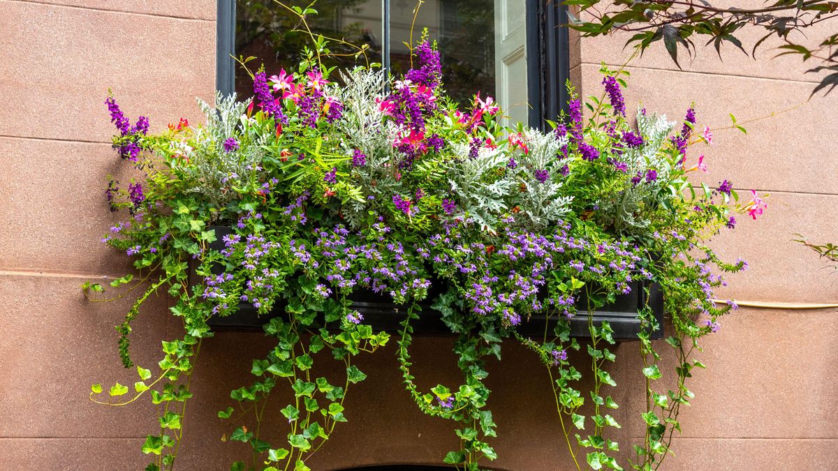 5 of the best flowers for window boxes to brighten up your home's façade