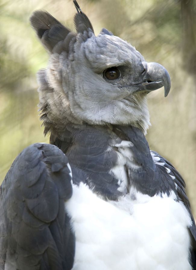 Harpy Eagle