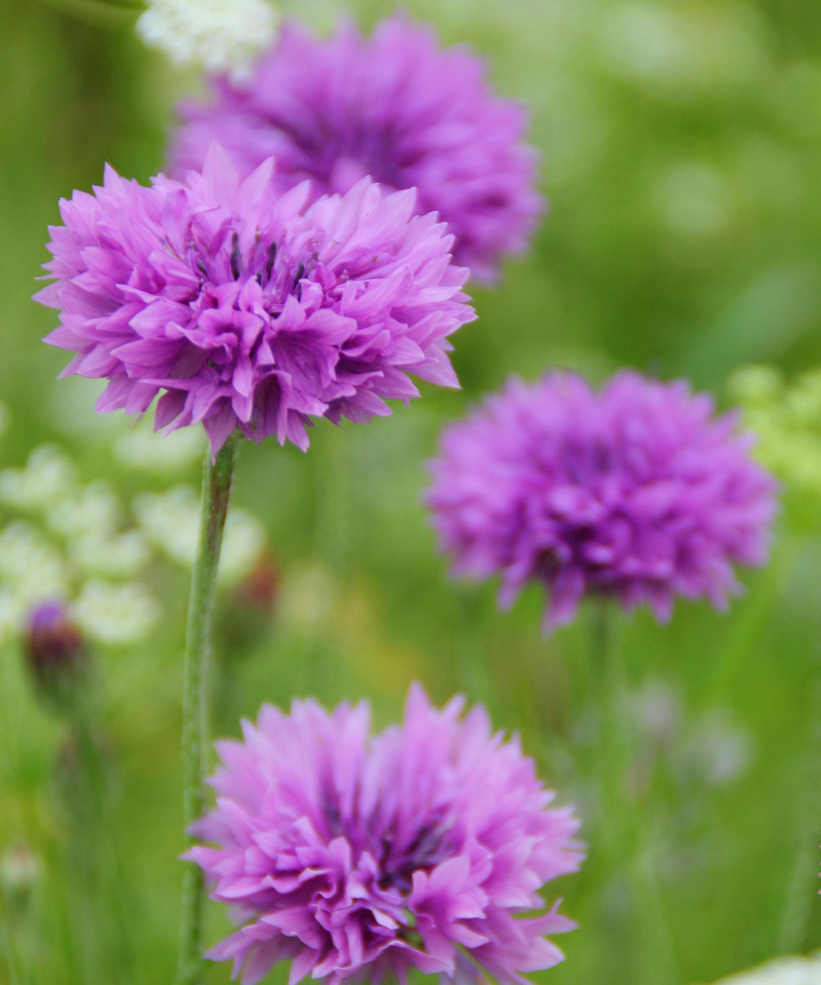 What to plant in July 12 beautiful flowers to sow and grow Gardeningetc