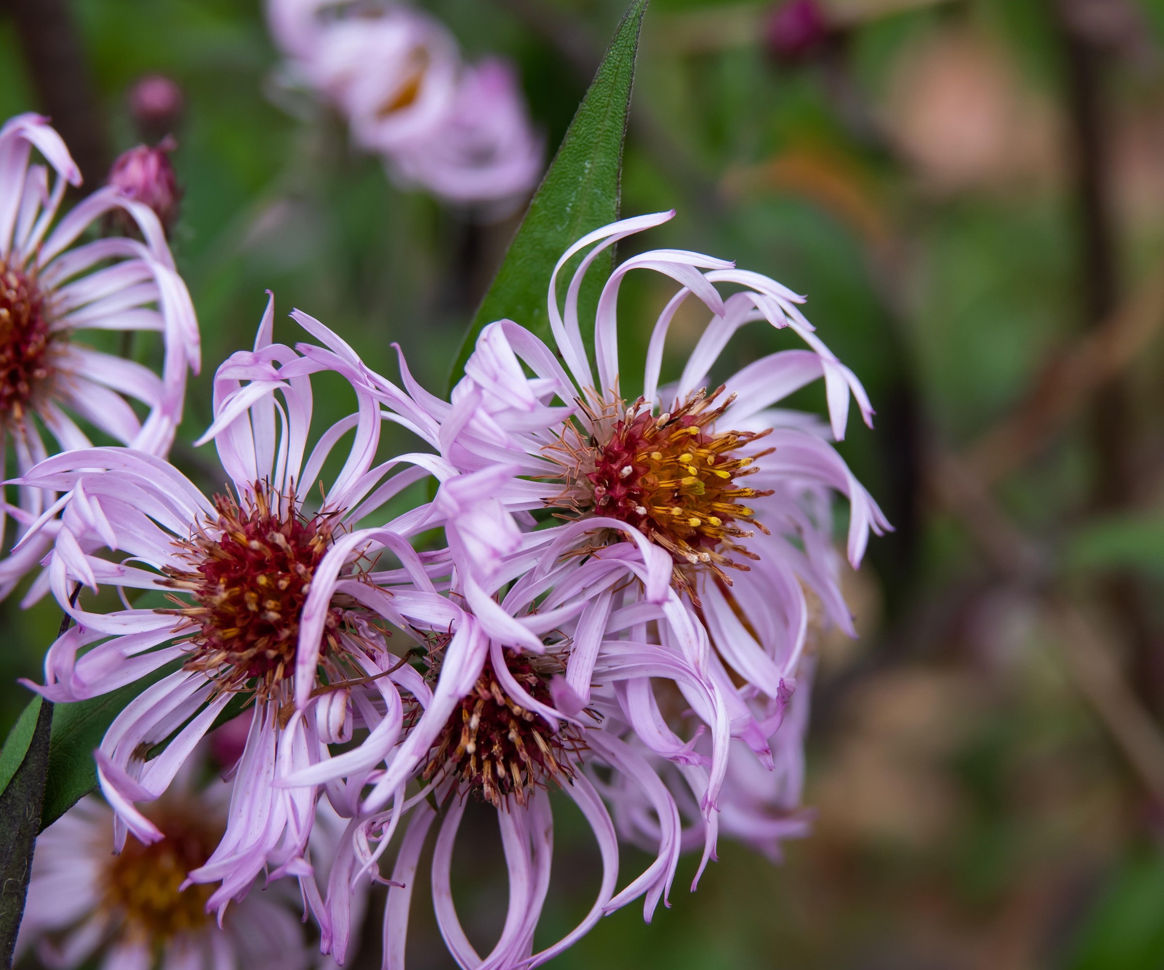 Climbing aster