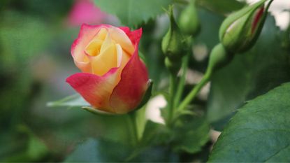 A rose bud in bloom