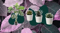 Four fake plants on pink leafy background, three faux succulents in white pots and a tall monstera in black pot