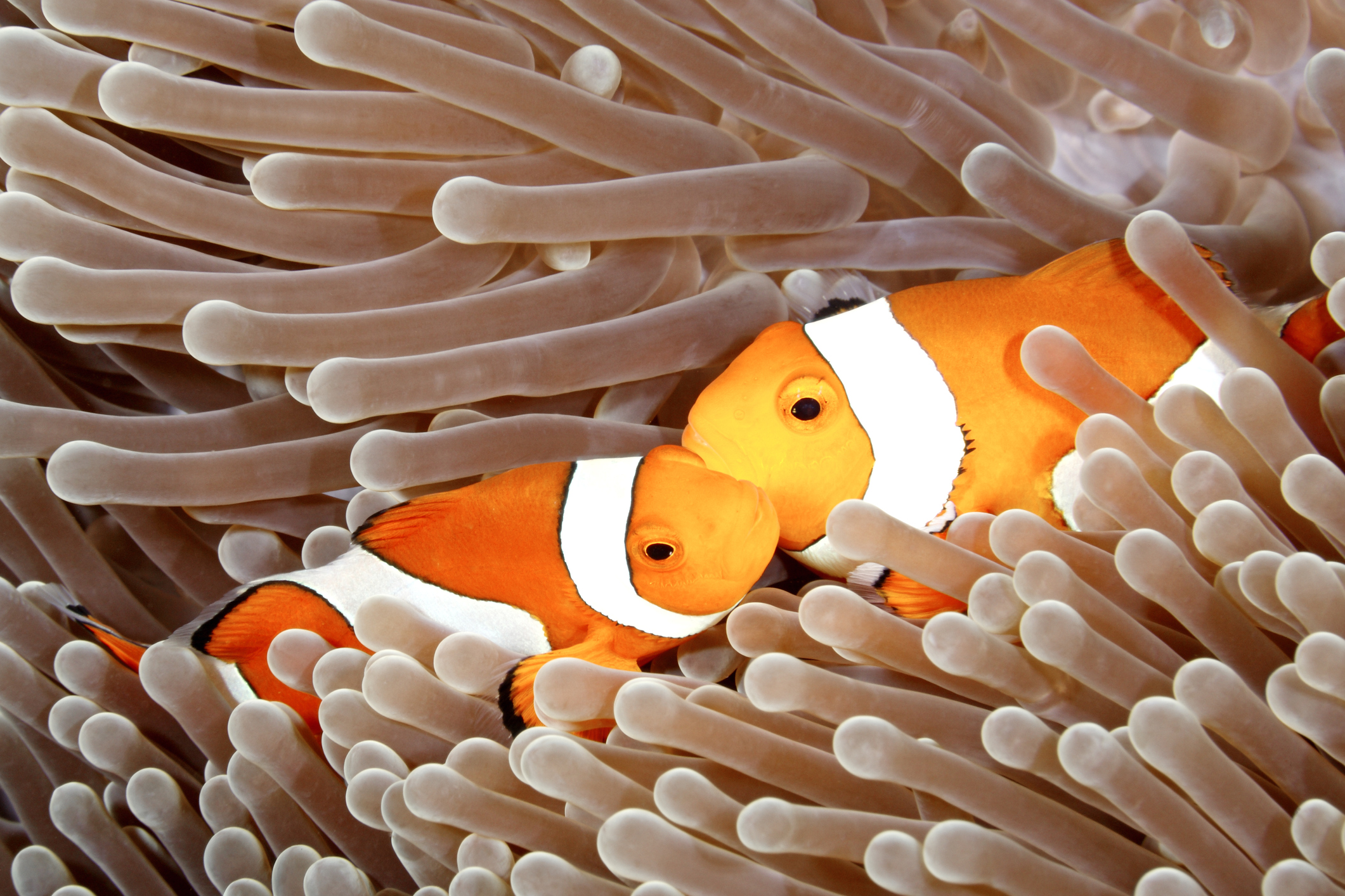 A Clownfish cuddle