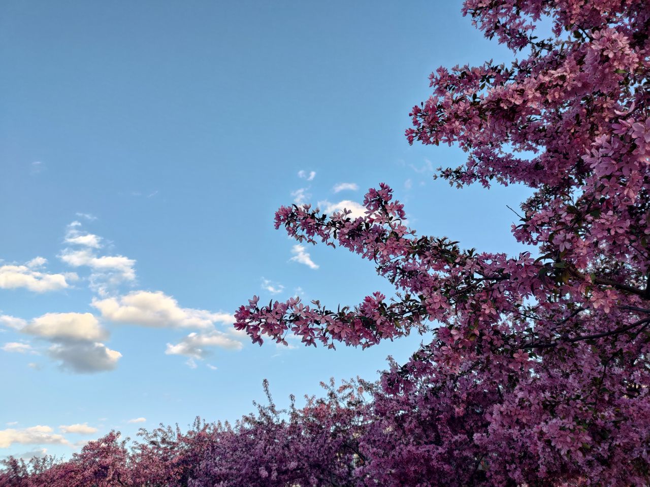 Asus Zenfone 8 camera samples
