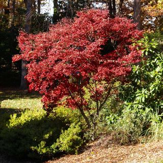 Red Japanese Maple Tree