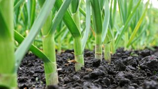 A row of garlic plants growing in the soil