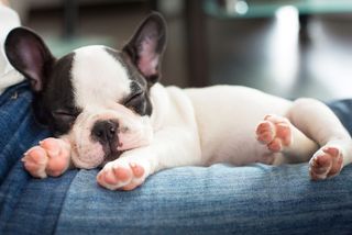 a sleeping french bulldog