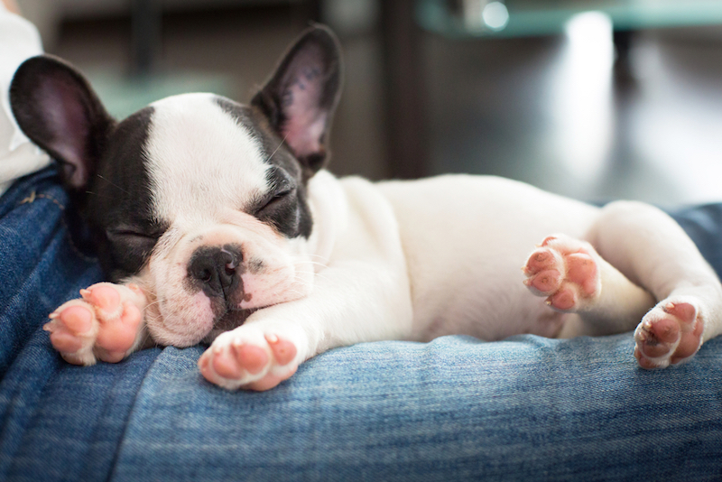 Puppy dreams store