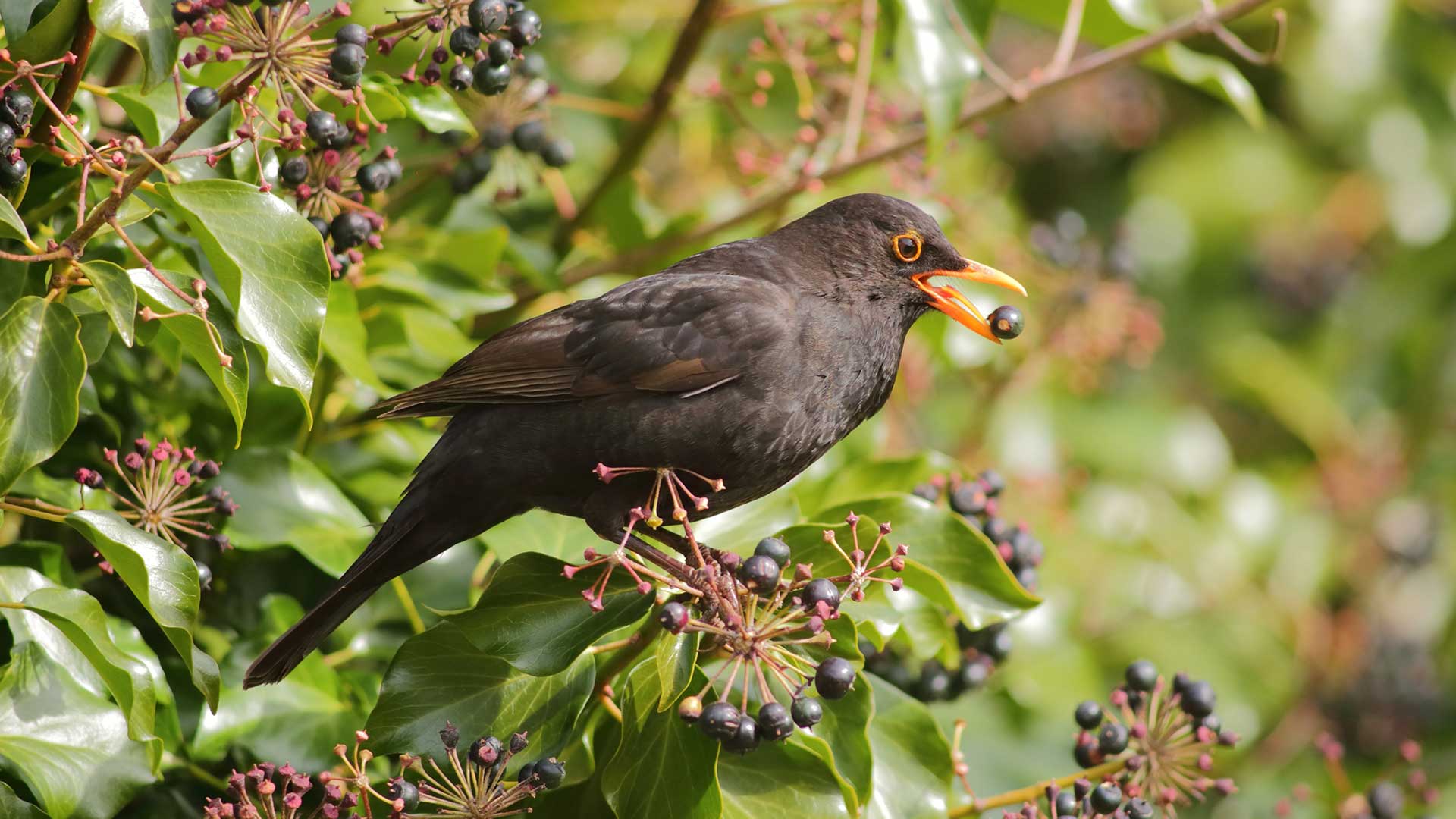 blackbird eating ivy berries