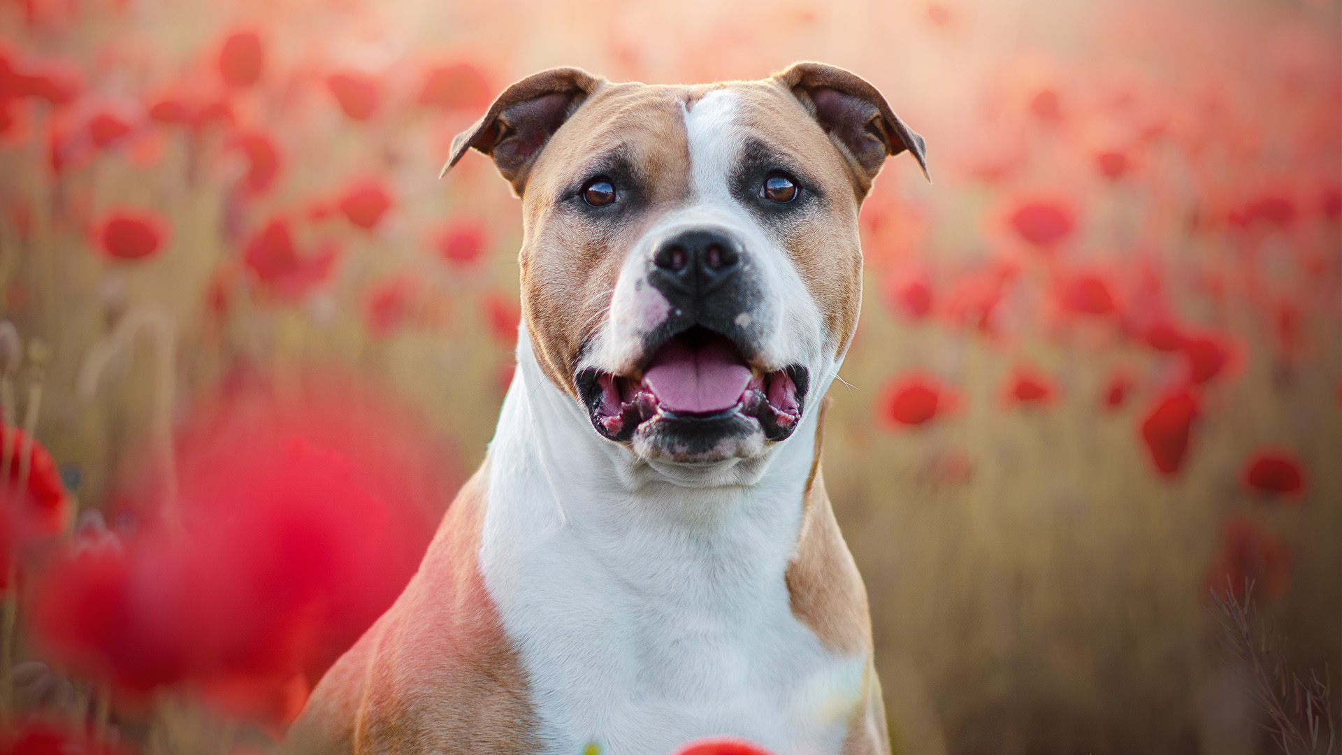 American Staffordshire Terrier in poppy field