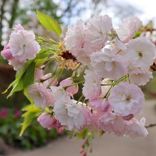 Cherry blossom