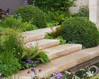 steps and path edged with mounds of boxwood
