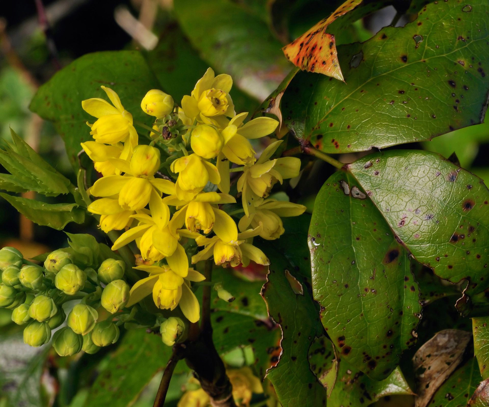 mahonia aquifolium with signs of rust on foliage
