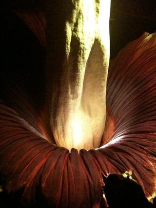 The corpse flower in all its glory, at around 12:30 a.m., fully open and redolent of dead animal.