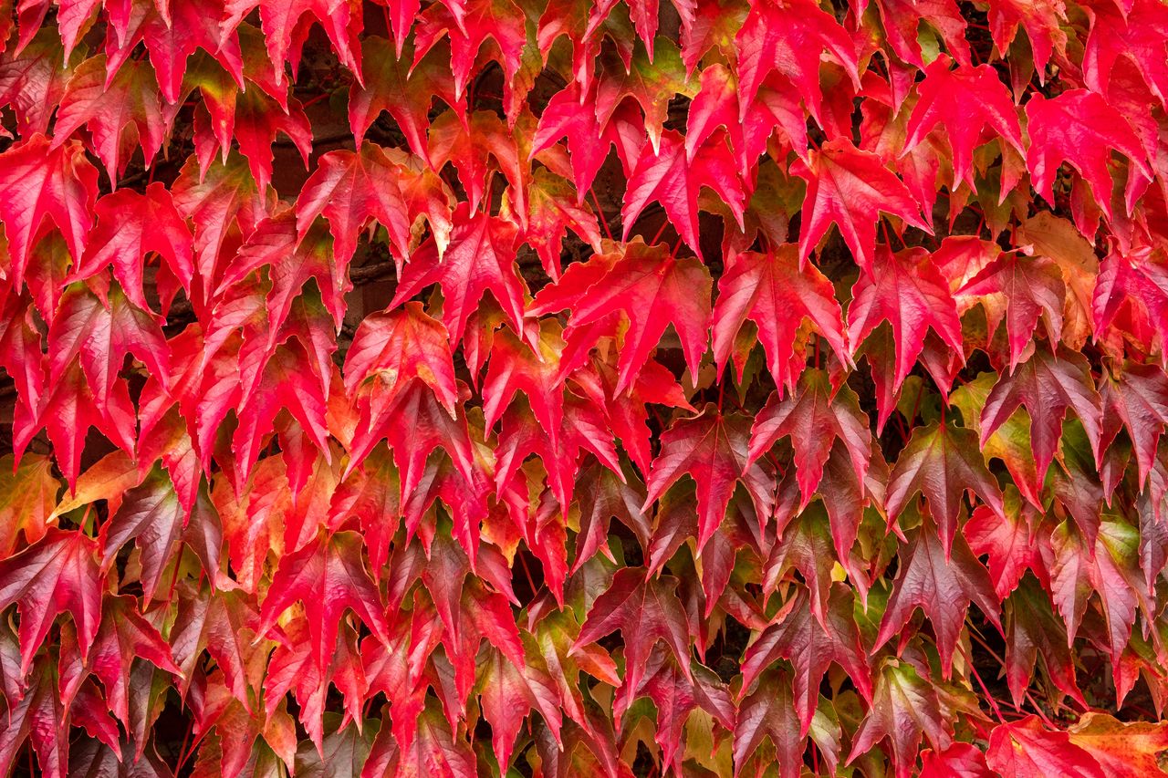 Best climbing plants take your garden to the next level with these top