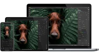 Photo of dog on three different devices