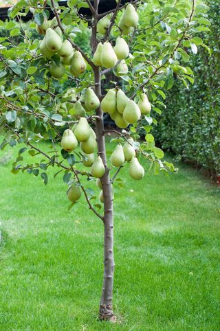 small pear tree in a garden