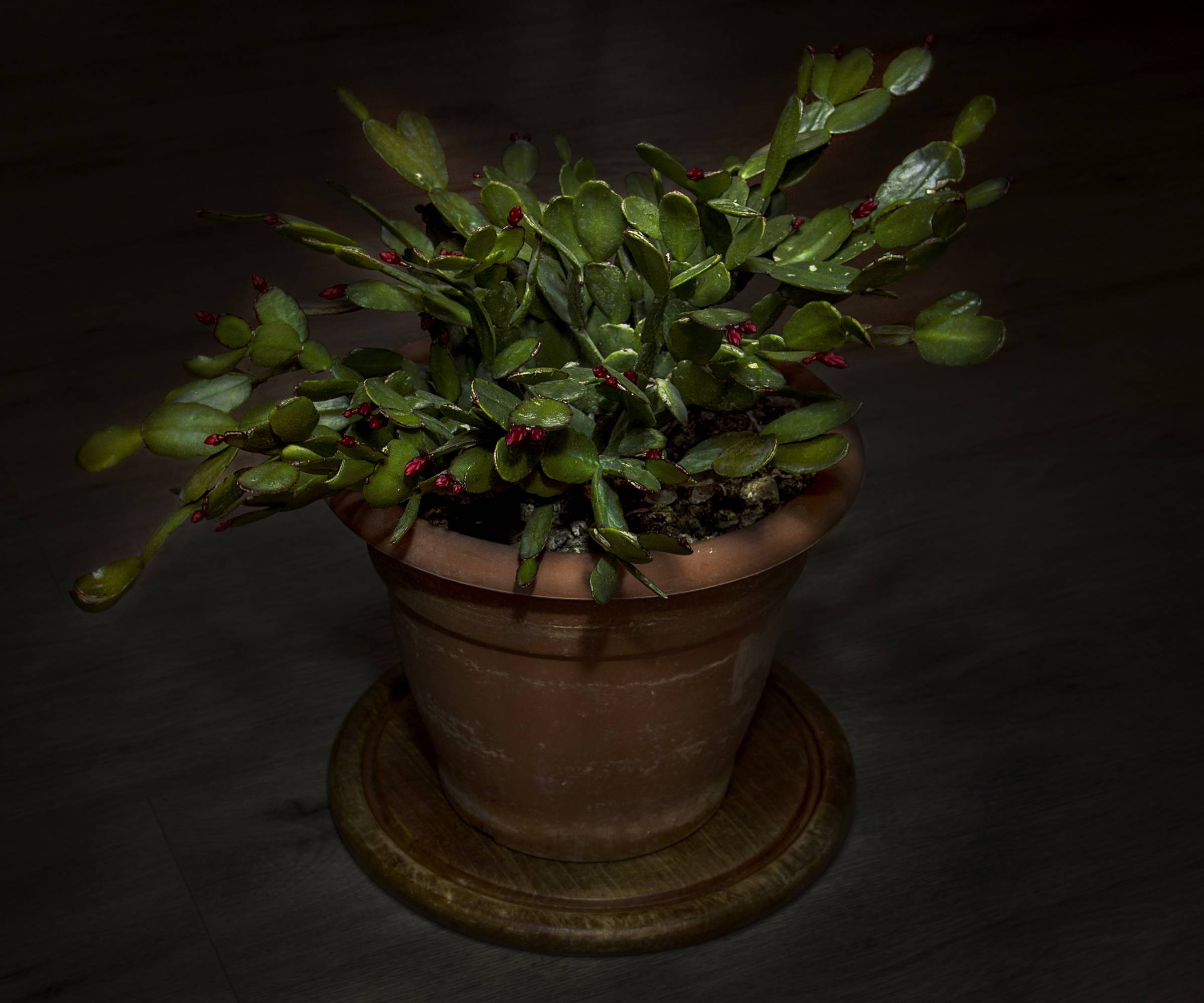 Potted christmas cactus in the dark