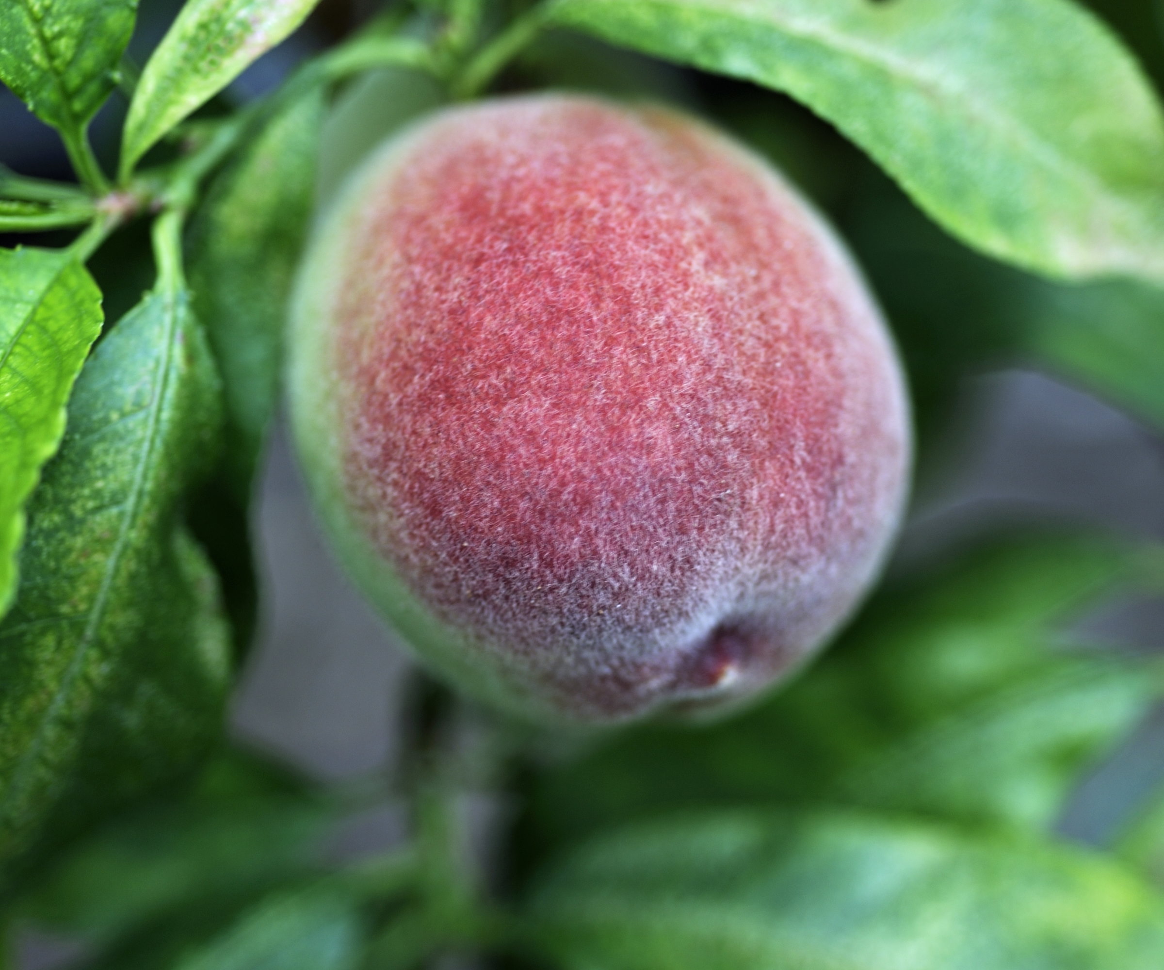 Moorpark apricot fruits
