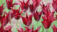 Crimson-red tulip, Tulipa 'Sarah Raven' in flower in a garden border