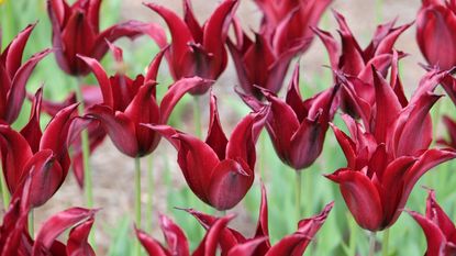 Crimson-red tulip, Tulipa &#039;Sarah Raven&#039; in flower in a garden border