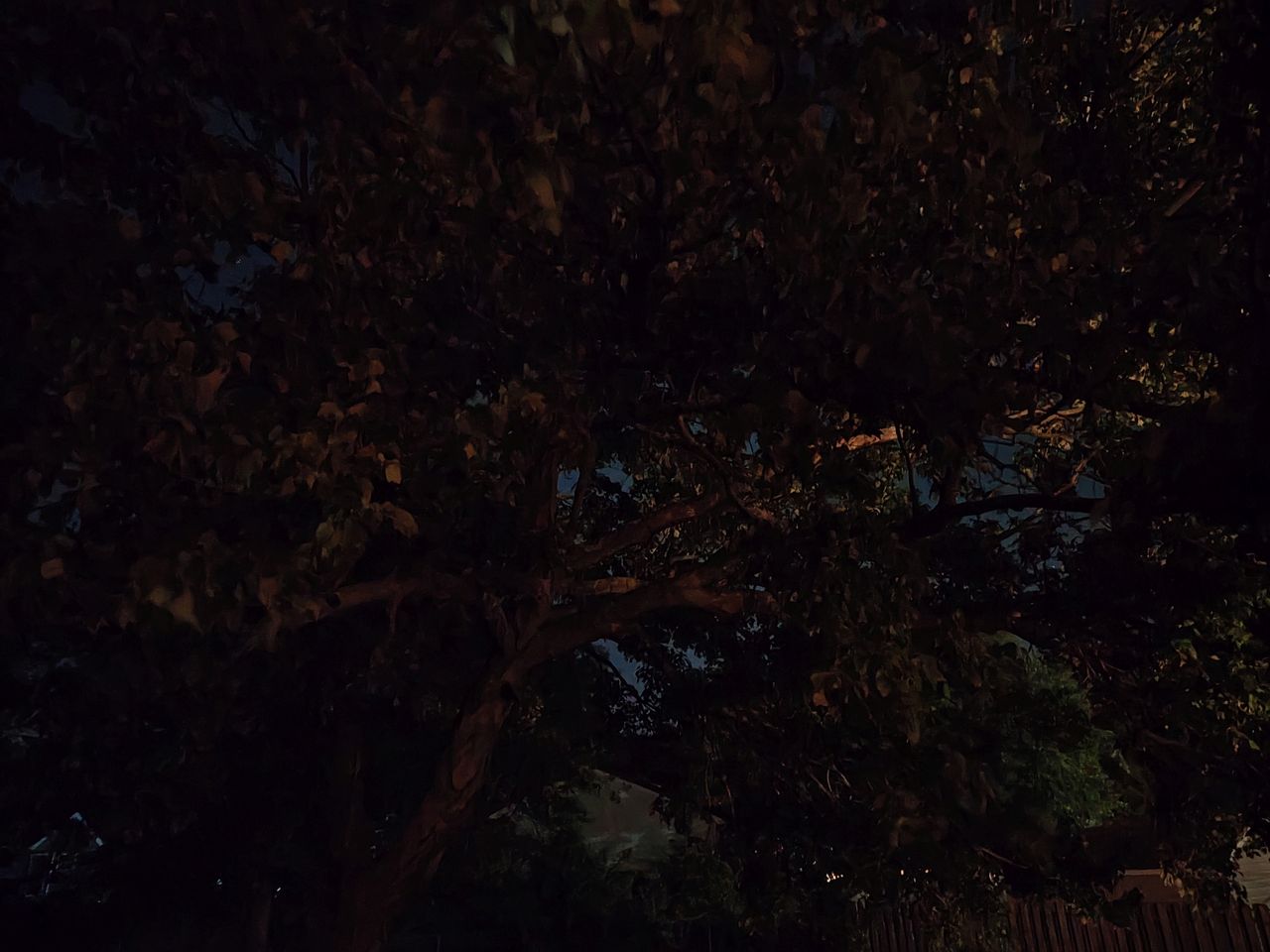Motorola Razr Plus 2024 low light sample.