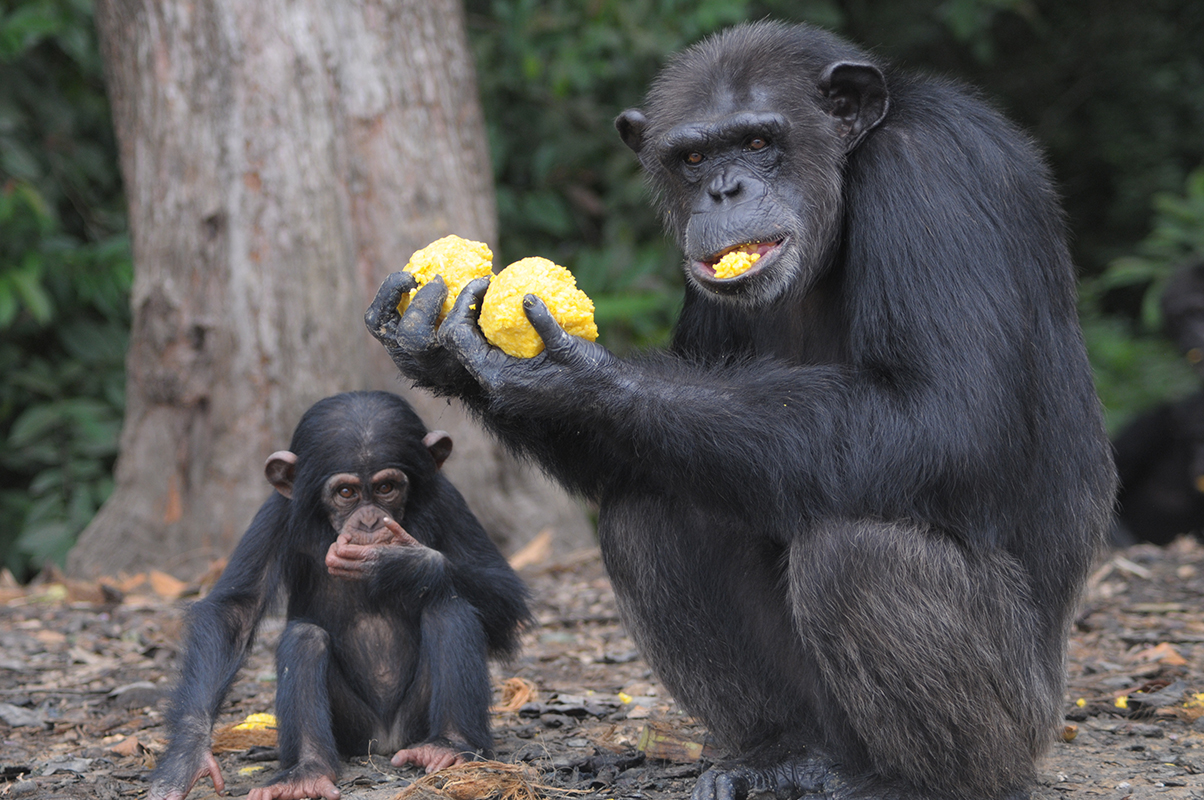 Taking over the chimps' care from the New York Blood Center, the Humane Society of the United States will care for the Liberian chimps for the rest of the animals' lives.