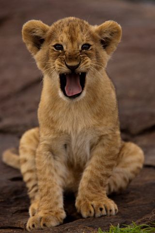 A young cub in the Okavango Delta, Botswana.